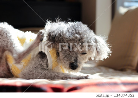 老犬　トイプードル　シルバー　ボサボサの毛　顔アップ　愛らしい表情 134374352
