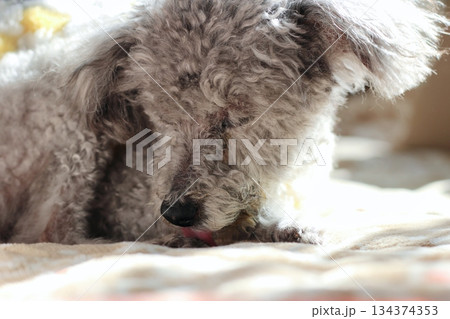 老犬　トイプードル　シルバー　ボサボサの毛　顔アップ　愛らしい表情 134374353