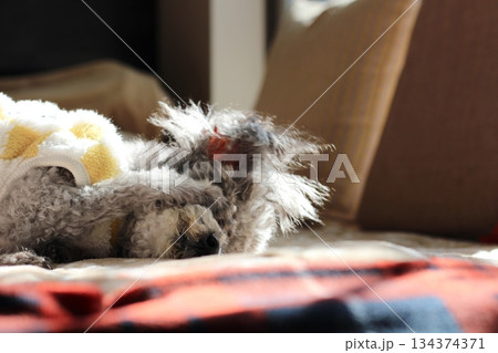 老犬　トイプードル　シルバー　ボサボサの毛　顔アップ　愛らしい表情 134374371