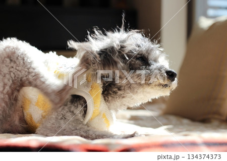 老犬　トイプードル　シルバー　ボサボサの毛　顔アップ　愛らしい表情 134374373