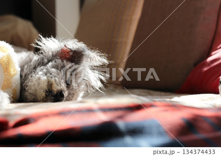 老犬　トイプードル　シルバー　ボサボサの毛　顔アップ　愛らしい表情 134374433