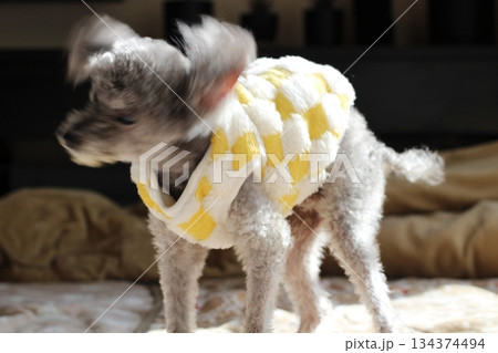 老犬　トイプードル　シルバー　室内　頭を振っている動き　頭を振る　もこもこの服をきている 134374494