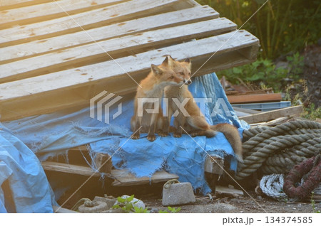 キタキツネ 2匹（北海道斜里郡斜里町） 134374585