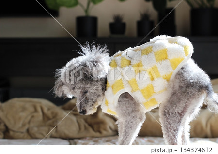 老犬 トイプードル シルバー 室内 立っている もこもこの服をきている 老犬 トイプードル シルバー 室内 立っている もこもこの服をきている 134374612
