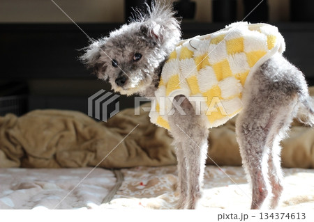 老犬 トイプードル シルバー 室内 立っている もこもこの服をきている 老犬 トイプードル シルバー 室内 立っている もこもこの服をきている 134374613