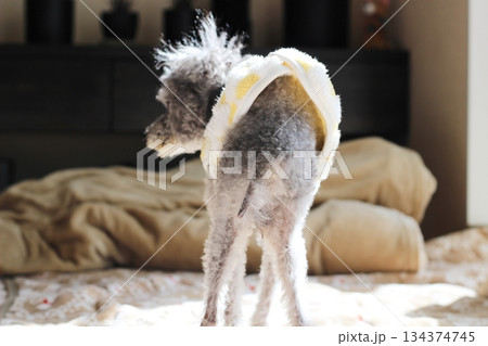 老犬 トイプードル シルバー 室内 後ろ姿 尻尾 薄い毛 被毛の減った老犬のしっぽ 老犬 トイプードル シルバー 室内 後ろ姿 尻尾 薄い毛 被毛の減った老犬のしっぽ 134374745