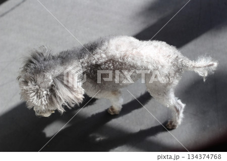 老犬　トイプードル　シルバー　室内　尻尾　薄い毛　被毛の減った老犬のしっぽ 134374768