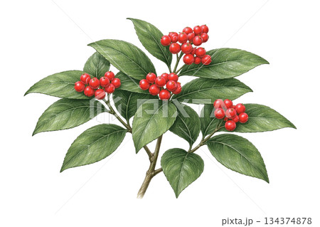 千両の赤い実と葉のイラスト（正月の縁起植物・背景透過） 134374878