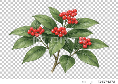 千両の赤い実と葉のイラスト（正月の縁起植物・背景透過） 134374878