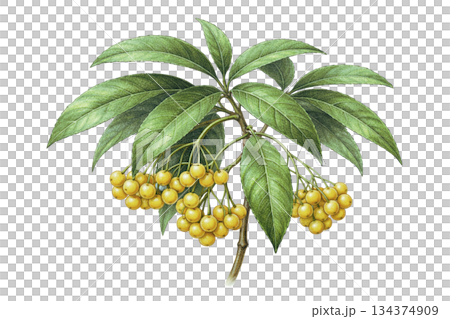 Illustration of the fruit and leaves of the yellow fruit manryo (Kimi no Manryo) (auspicious plant for the New Year, transparent background) 134374909