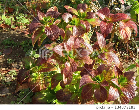 紅葉した紫陽花 134375193