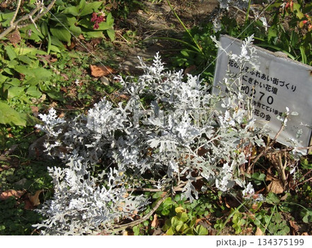 彫刻のように奇麗な白いシロタエギク葉の姿 彫刻のように奇麗な白いシロタエギク葉の姿 134375199