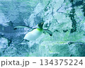 泳ぐペンギン 134375224