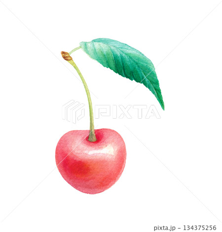 水彩のサクランボ1粒 葉付き単体イラスト 134375256