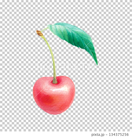 水彩のサクランボ1粒 葉付き単体イラスト 134375256