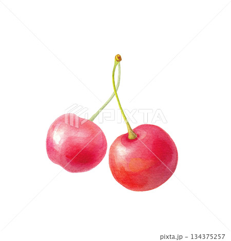 水彩のサクランボ2粒 葉なし単体イラスト 134375257