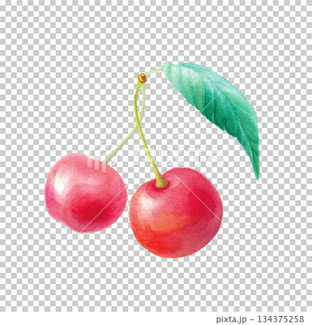 Two watercolor cherries with leaves single illustration 134375258