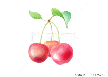 水彩のさくらんぼの房 葉付き単体イラスト 134375259