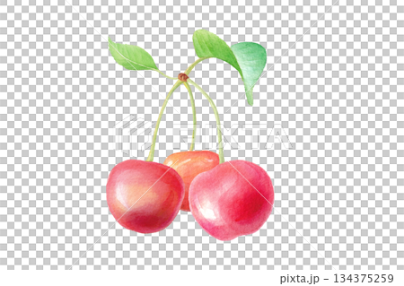 水彩のさくらんぼの房 葉付き単体イラスト 134375259