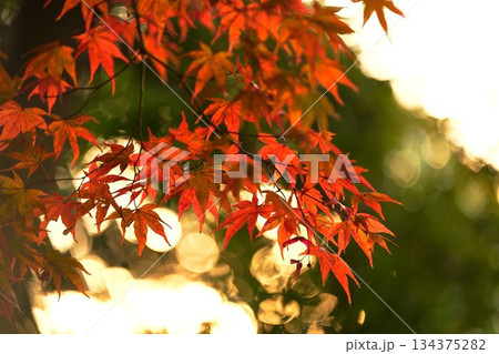紅葉と光の玉ボケ背景 134375282