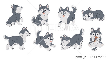 Cute husky character. Pet breed, thick wool, adorable animal in different poses, north sled dogs for sledding, funny malamute puppy playing, cartoon flat style isolated garish vector set Cute husky character. Pet breed, thick wool, adorable animal in different poses, north sled dogs for sledding, funny malamute puppy playing, cartoon flat style isolated garish vector set 134375466