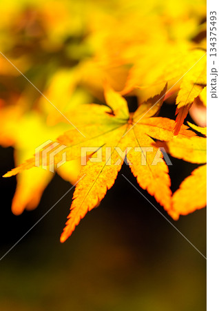 紅葉ライトアップ(永観堂)_2365 134375493