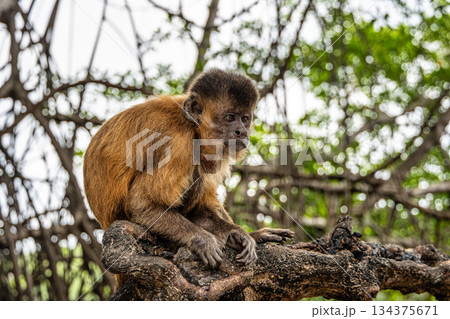 Little monkeys at the broom village in Vassouras, Barreirinhas, Maranhao, Brazil 134375671