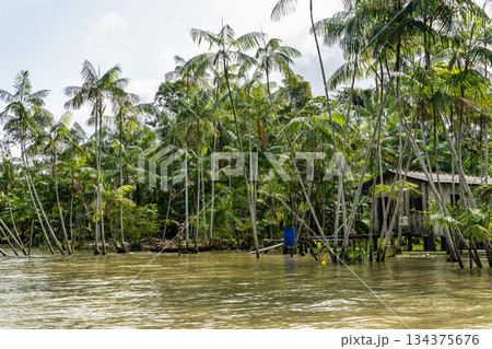 River boat tour on the Guama River at Belem do Para, a city on the north area of Brazil. 134375676