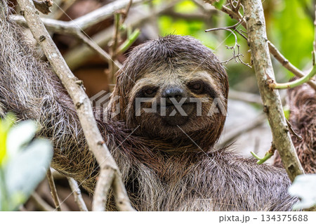 Brown-throated sloth, Bradypus variegatus at the sloth path on the Jari Canal at Alter do Chao, Santarem, Para, Brazil Brown-throated sloth, Bradypus variegatus at the sloth path on the Jari Canal at Alter do Chao, Santarem, Para, Brazil 134375688