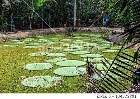Victoria amazonica flower at Museu da Amazonia, MUSA in Manaus, Brazil. The largest of the water lily family Victoria amazonica flower at Museu da Amazonia, MUSA in Manaus, Brazil. The largest of the water lily family 134375701
