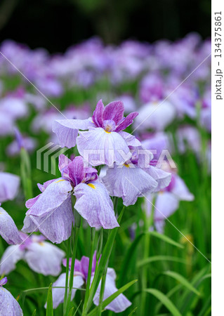 北海道苫小牧市、錦大沼ハナショウブ園で咲き誇るハナショウブ・翠月（江戸系）【7月】 134375861