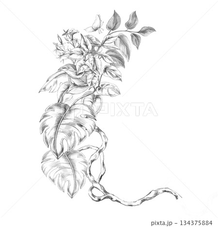 A semicircular composition with vines and monstera leaves. Isolated pencil illustration for event invitations, eco-hotel print design, poster printing, and menu design. 134375884