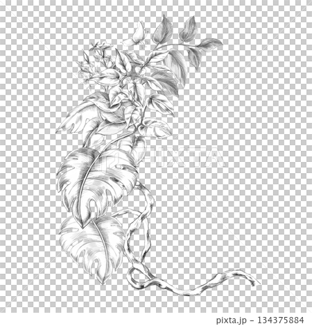 A semicircular composition with vines and monstera leaves. Isolated pencil illustration for event invitations, eco-hotel print design, poster printing, and menu design. 134375884