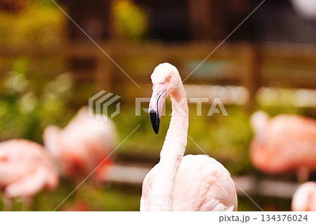 静かに佇むフラミンゴ 134376024