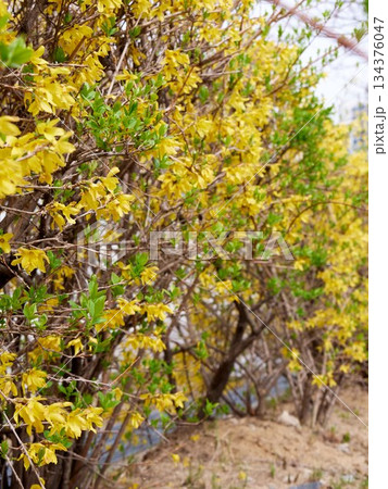 Forsythia with yellow flowers in spring Forsythia with yellow flowers in spring 134376047