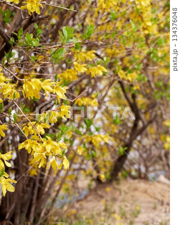 Forsythia with yellow flowers in spring Forsythia with yellow flowers in spring 134376048