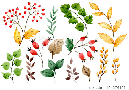 Watercolor autumn set with red rowan berries, rose hips, and yellow leaves. Clip art. 134376161