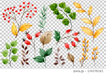 Watercolor autumn set with red rowan berries, rose hips, and yellow leaves. Clip art. 134376161