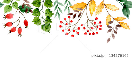 Watercolor autumn border with red rowan berries, rose hips and yellow leaves. 134376163