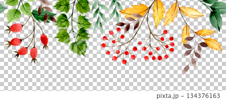 Watercolor autumn border with red rowan berries, rose hips and yellow leaves. 134376163