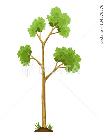 Stage of tree growth. Large tree growth with green leaf and branches. Illustration of business cycle development 134376376