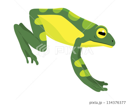 Frog jumping animation icon. Sequences or footage for motion design. Cartoon toad jumping, animal movement concept. Frog leap sequence, vector illustration 134376377