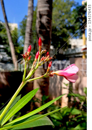 Red Buds and Pink Oleander Flower 134376435