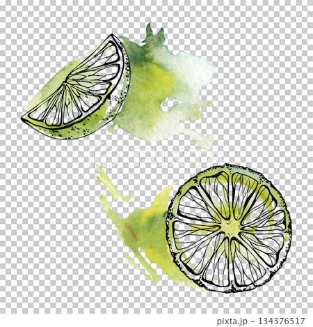Green lime slices with gradient hues, isolated hand drawn in watercolor and ink. Tropical cocktail ingredient clipart for bar menu design, recipe layouts, citrus fruit decor prints, food packaging. Green lime slices with gradient hues, isolated hand drawn in watercolor and ink. Tropical cocktail ingredient clipart for bar menu design, recipe layouts, citrus fruit decor prints, food packaging. 134376517