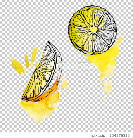 Vibrant yellow lemon slices with visible rind texture and juicy segments, isolated hand drawn in watercolor and ink. Beverage labels, cafe summer recipes, citrus patterns, organic skincare product. Vibrant yellow lemon slices with visible rind texture and juicy segments, isolated hand drawn in watercolor and ink. Beverage labels, cafe summer recipes, citrus patterns, organic skincare product. 134376536