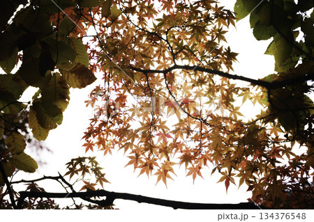 美しい赤い紅葉のカエデ 134376548
