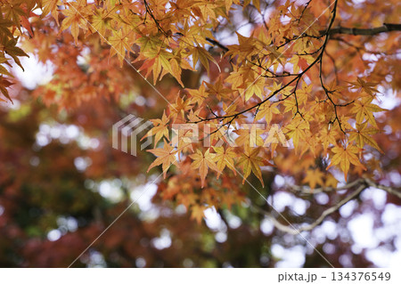 美しい赤い紅葉のカエデ 美しい赤い紅葉のカエデ 134376549