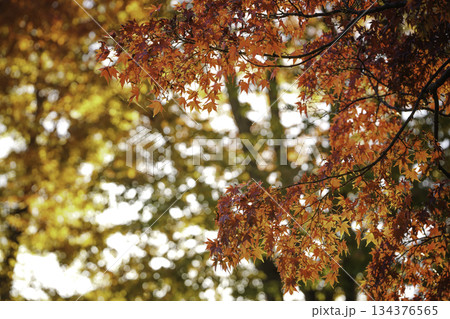 美しい赤い紅葉のカエデ 美しい赤い紅葉のカエデ 134376565