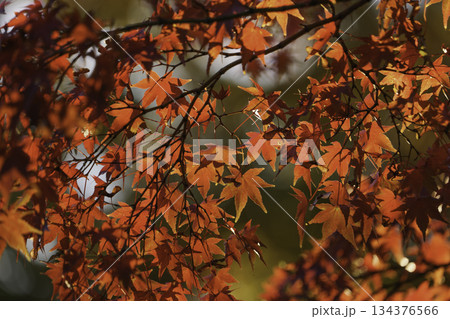 美しい赤い紅葉のカエデ 美しい赤い紅葉のカエデ 134376566