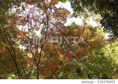 鮮やかな紅葉、秋の風景、季節の景色 鮮やかな紅葉、秋の風景、季節の景色 134376607